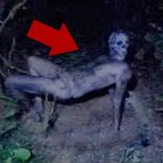 Коты Ютуберы