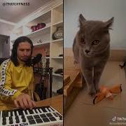Музыка Из Мяуканья