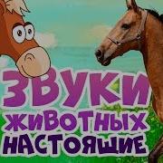 Как Говорят Животные Развивающий Мультик Для Детей Звуки И Голоса Животных Обучающее Видео В Hd